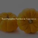 Best Pumpkin Patches in Vancouver