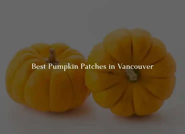 Best Pumpkin Patches in Vancouver